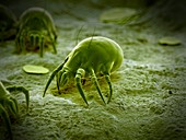 Dust mite