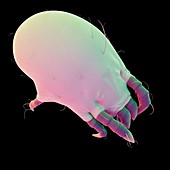 Dust mite