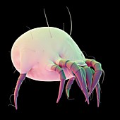 Dust mite