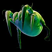 Dust mite