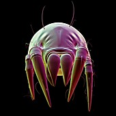 Dust mite