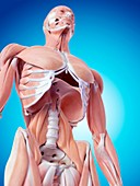 Human abdominal muscles