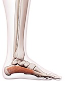 Human foot muscle