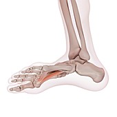 Human foot muscle