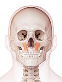Human facial muscles