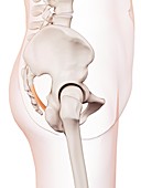 Human pelvic ligament