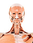 Human face and neck muscles