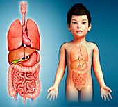 Child's torso organs,illustration