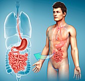 Male digestive system,illustration