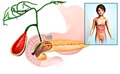 Pancreas and gallbladder,illustration