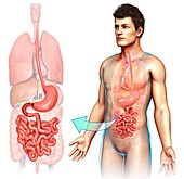 Male digestive system,illustration