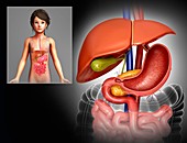 Child's liver and stomach,illustration