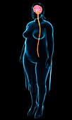Female nervous system,illustration
