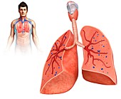 Human lungs,illustration