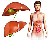 Female liver,illustration