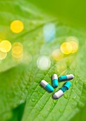 Capsules on a leaf