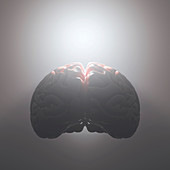 Human brain against grey background