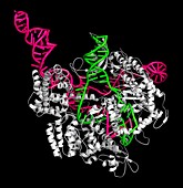 CRISPR-CAS9 gene editing,illustration