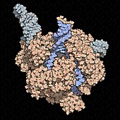 CRISPR-CAS9 gene editing,illustration