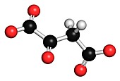 Oxaloacetic acid molecule,illustration