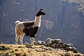 Llama,El Choro,Bolivia