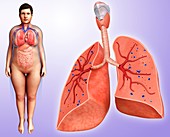 Female lungs,illustration