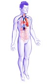 Male respiratory system,illustration