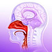 Human nasal cavity,illustration