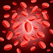 Red blood cells,illustration