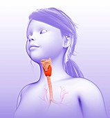 Larynx and trachea,illustration