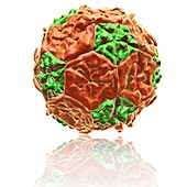 Coxsackie B virus particle,illustration