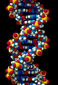 Computer-generated model of B-DNA