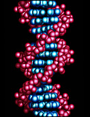Computer illustration of a beta DNA molecule