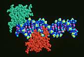 Homeodomain Protein Complex