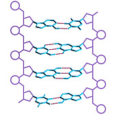 DNA Schematic