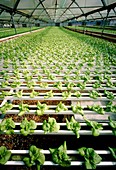 Hydroponic cultivation of lettuces