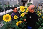 Inbred sunflowers