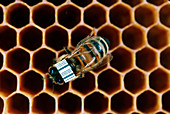 Honeybee research