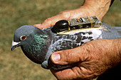 Pigeon with Compass Attached