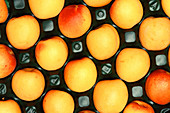 Castlebrite apricot