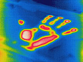 Thermogram of a thermal shadow