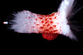 Bullet Hitting a Strawberry