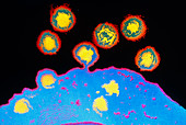 Coloured TEM of HIV budding from T-cell
