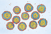 Dengue virus