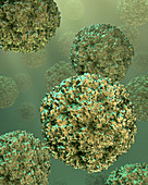 Rhinoviruses