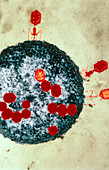 T2 bacteriophage viruses,TEM