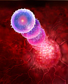 Illustration of a B cell morphing to cancer