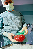 Kidney transplant: arrival of donor kidney