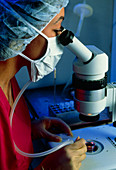 IVF scientist using a binocular microscope