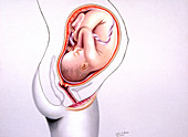Pregnancy month 9